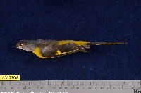 藏品(灰喉山椒鳥)的圖片